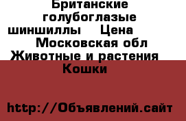 Британские голубоглазые шиншиллы. › Цена ­ 8 000 - Московская обл. Животные и растения » Кошки   